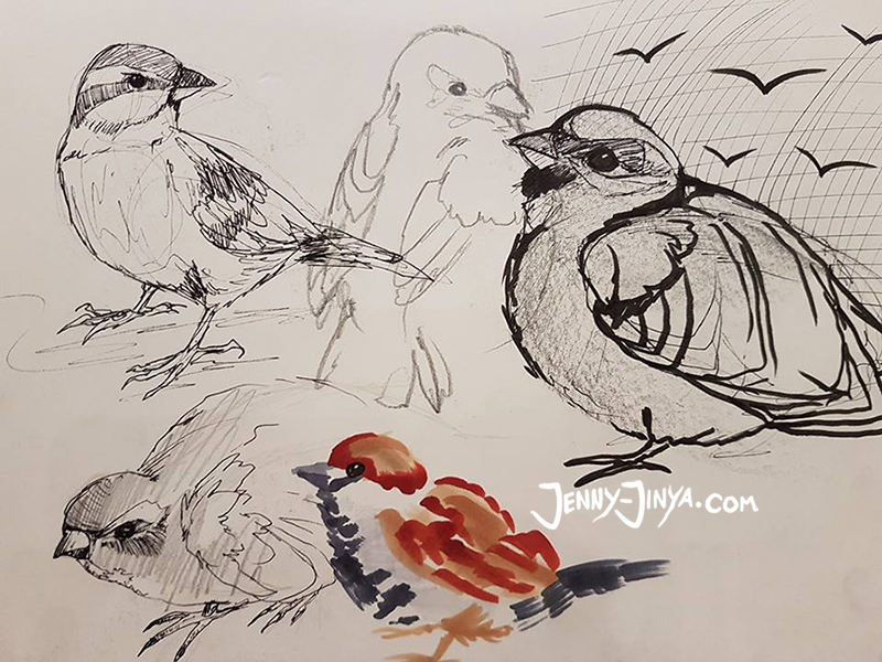 sparrow sketches
